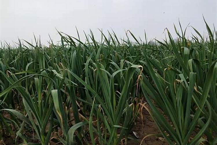 春季大蒜追肥用什么肥料最好？大蒜春季什么时候施肥料,早春大蒜如何施肥...