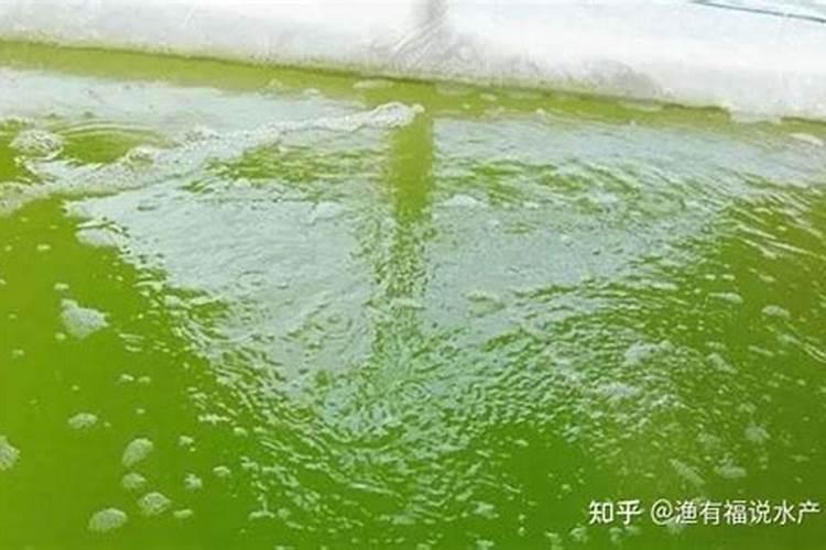 富营养化水体用什么肥水好