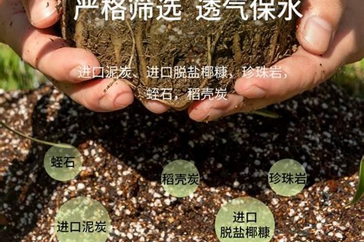 多肉种植技巧