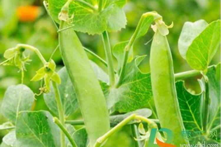 豌豆高产种植技术 豌豆怎么施肥