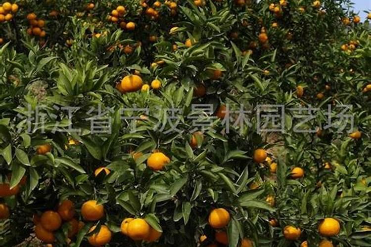 高钾大量元素水溶肥哪个牌子的比较好,
