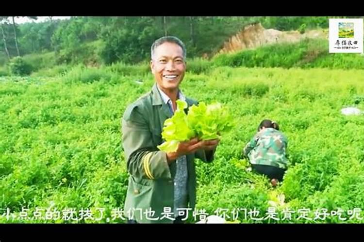 蔬菜酵素属于什么肥料？