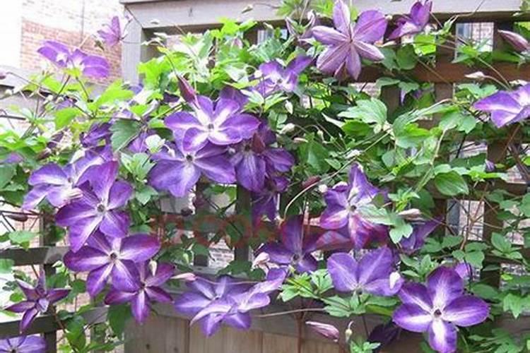 铁线莲花浇什么肥料合适