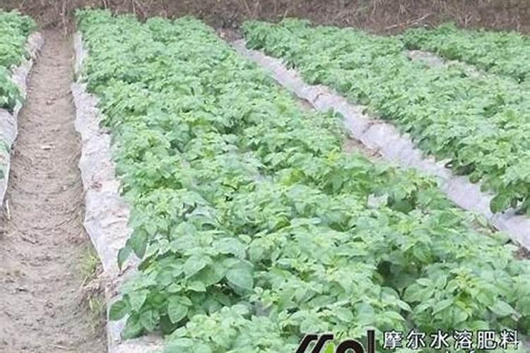 自制磷酸二氢钾方法