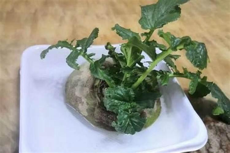磷酸二氢钾使用方法兰花