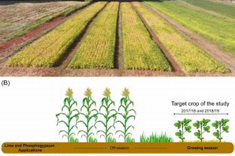 大豆怎样施基肥？追肥如何进行？
