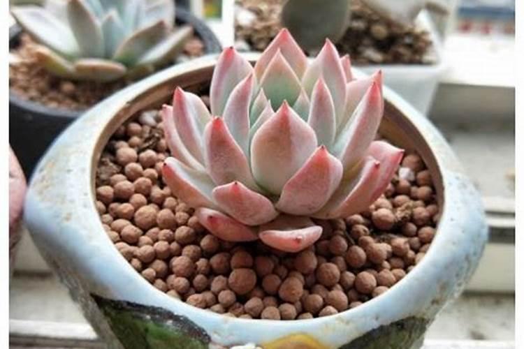 多肉植物用什么肥料比较好