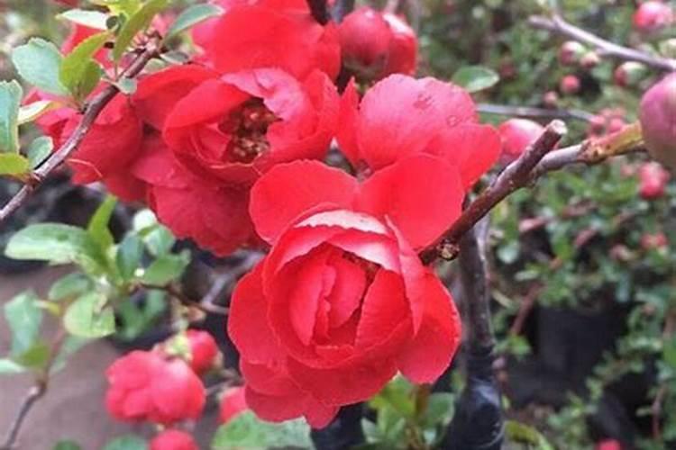 花椒树旱地水溶肥怎么施？