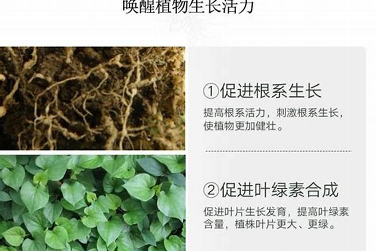 水溶肥在花椒上的效果