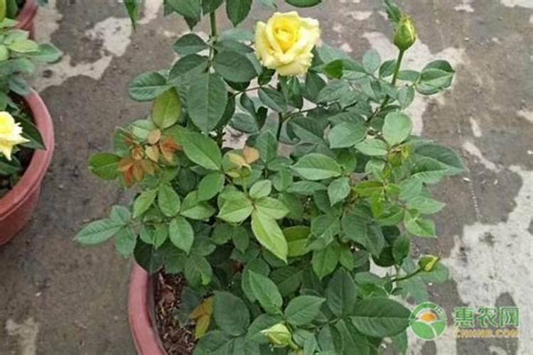 养花可不可以用尿素;花盆里的花能施尿素吗