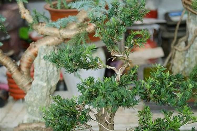 钾肥是什么肥料 植物缺少钾肥会怎么样