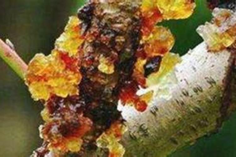 脐橙增甜有哪些方法 脐橙增甜的方法介绍