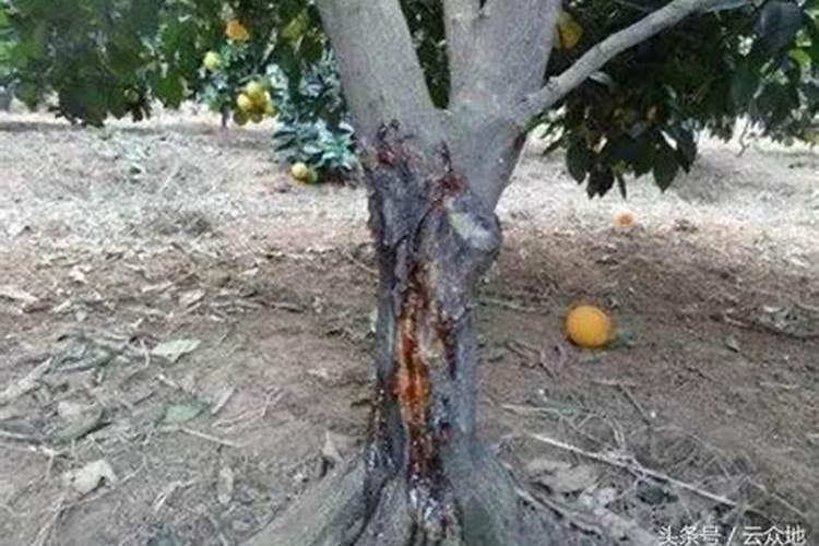 流体硼肥根施的用量