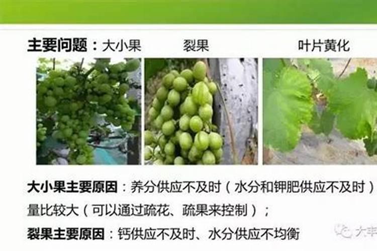 泡沫箱里如何种黄瓜和茄子辣椒