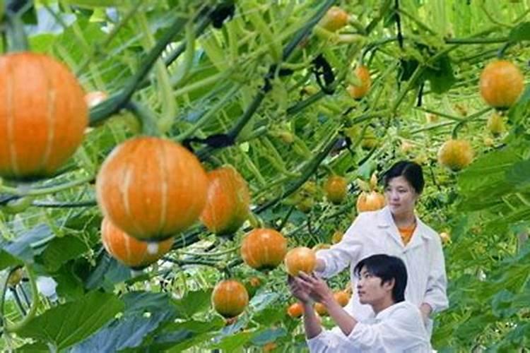 氨基酸水溶肥的功效与作用是什么？