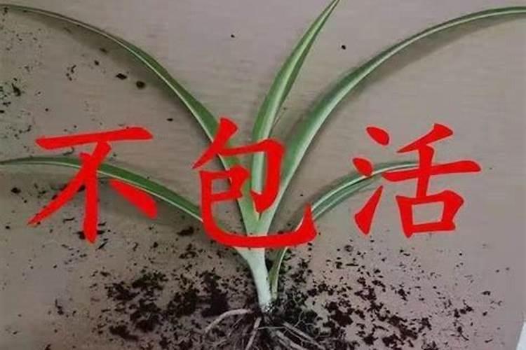 广桉专业桉树肥怎么样
