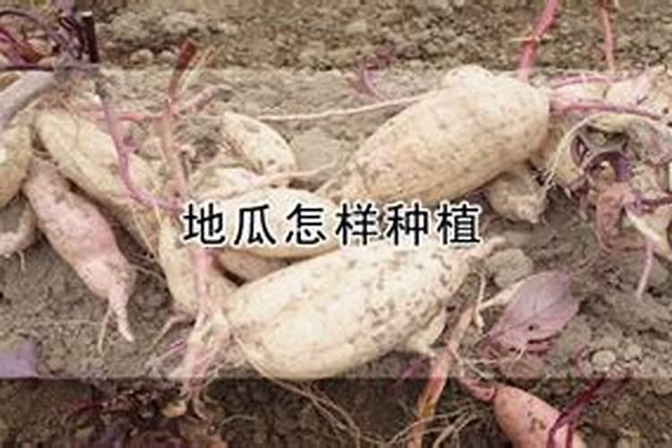 红薯施肥的最佳时间什么时候追肥好