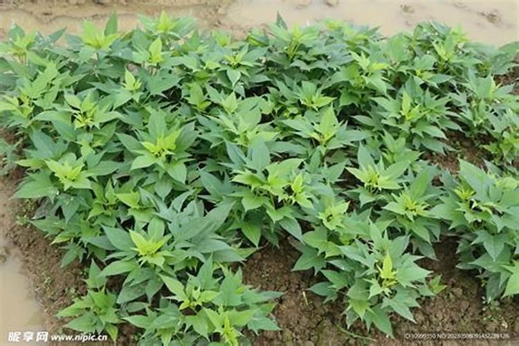地瓜苗的种植方法如下