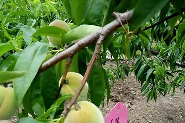 红芙蓉油桃开裂是什么原因