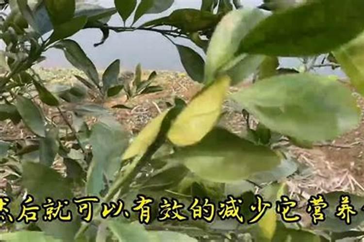 桔子树冬天怎么养护