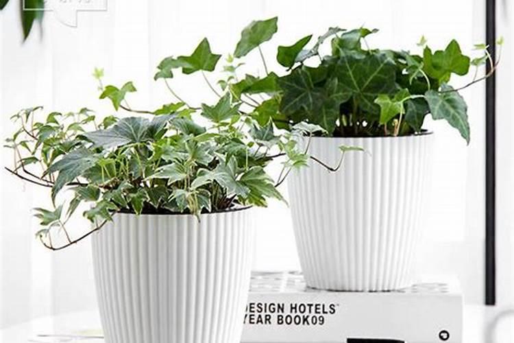 盆栽观叶植物怎样施叶面肥？