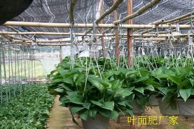 哪些花能浇磷酸二氢钾？叶面肥