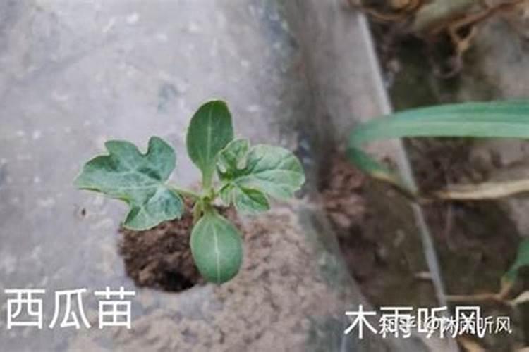 你还知道哪些农谚？