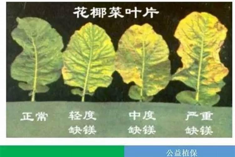 柑橘缺镁症,该怎么补救？