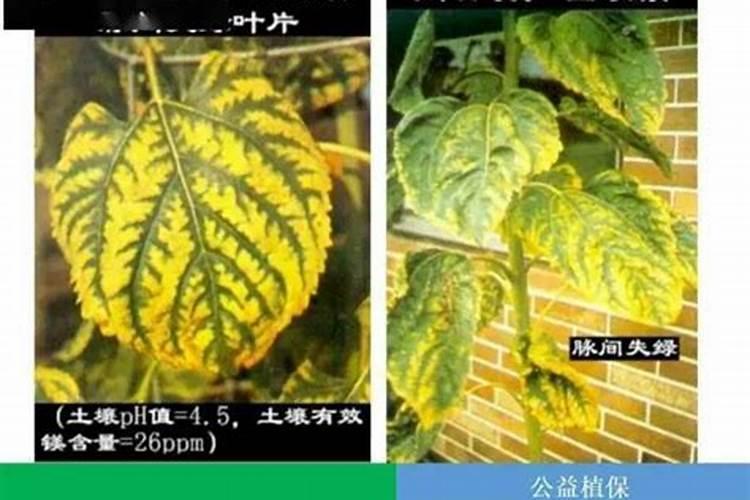 在缺镁的土壤上最宜施用哪种氮肥