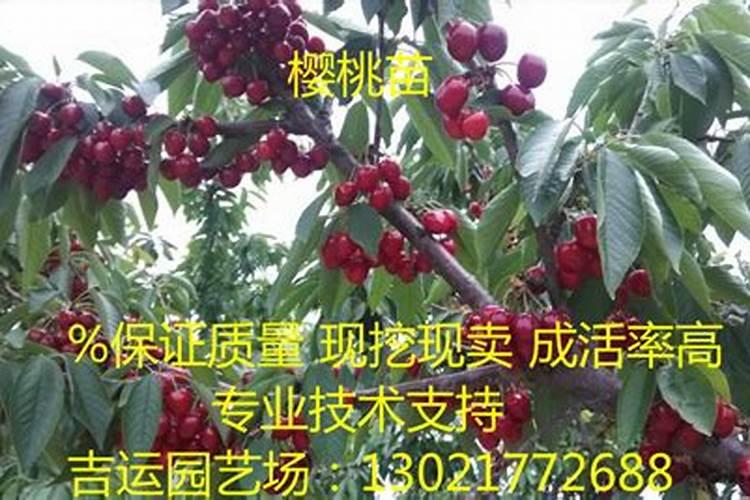 碳酸氢铵可以做肥料吗 正确的使用方法