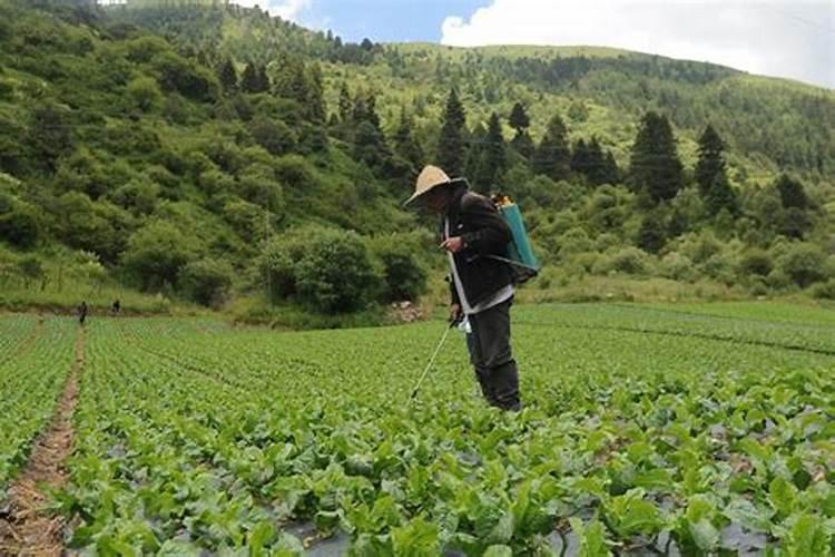 莴笋用什么肥料最好