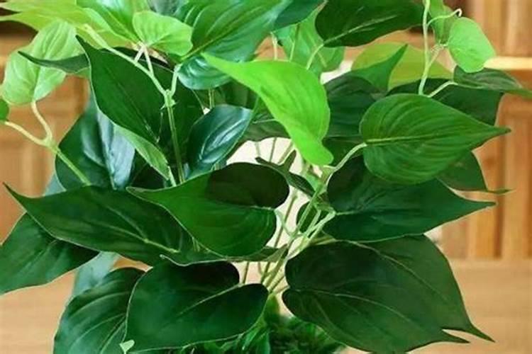 月季花底肥放什么肥好