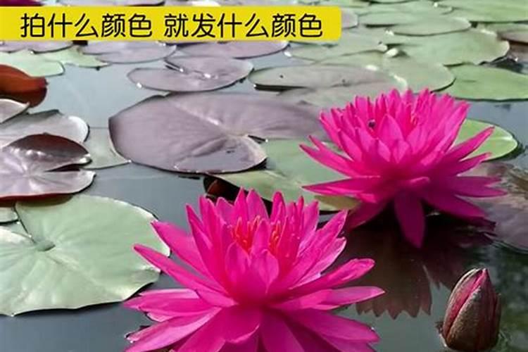 睡莲只用清水可以养吗？营养液怎么用