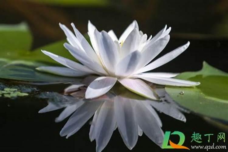 睡莲花苞水养何时能开花？