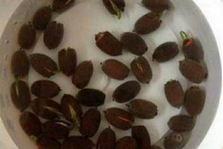 怎样栽种蔬菜 给蔬菜施肥的注意事项