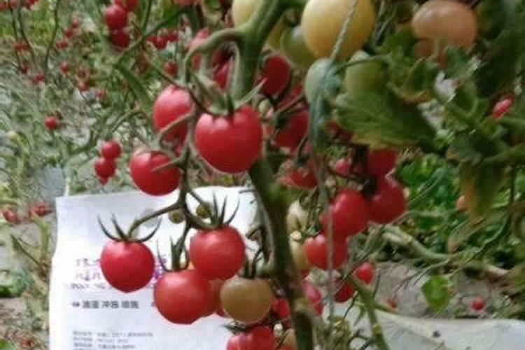 种豆角用什么肥料最好 种豆角用磷酸二氢钾肥可以吗