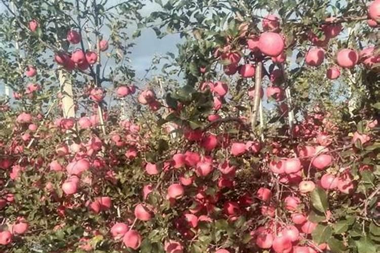 萍果保花用什么叶面肥最好