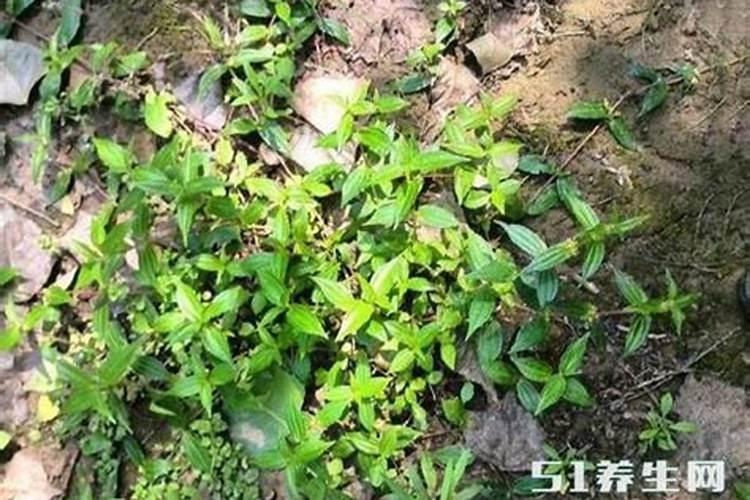 如何发酵有机肥