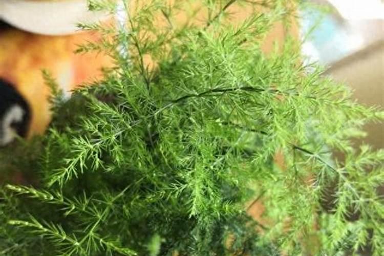 茶花的养殖方法