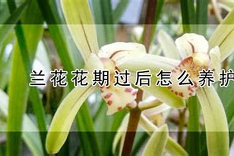 兰花开过花后怎么处理