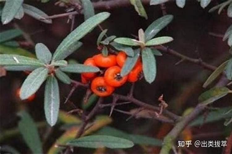 火棘怎么养
