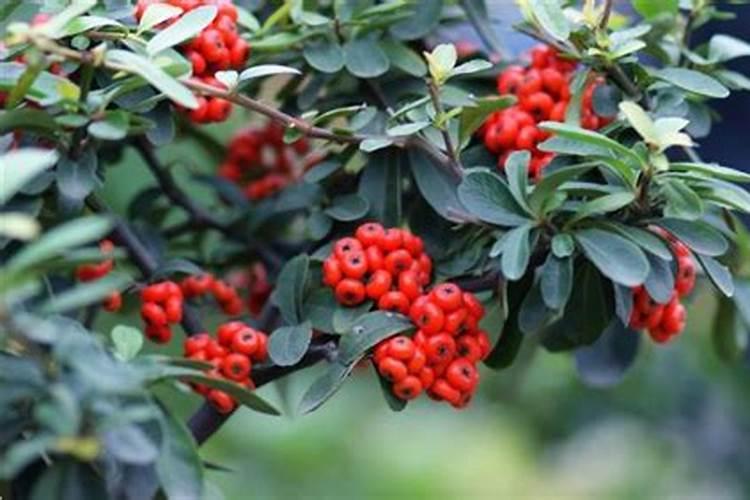 火棘如何养殖可以多开花结果 火棘怎样养殖可以多开花结果