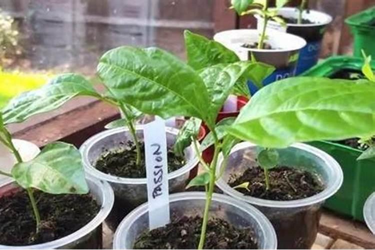 桂花树用什么肥好 花树生长会更好