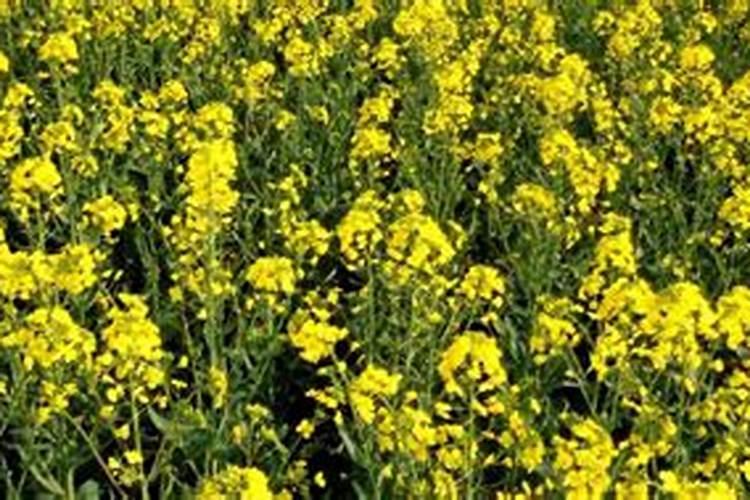 辣椒苗后用什么除草剂除草剂什么时候打好