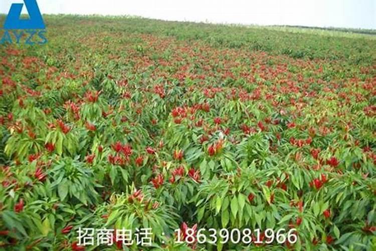 辣椒水溶肥选择什么牌子好？