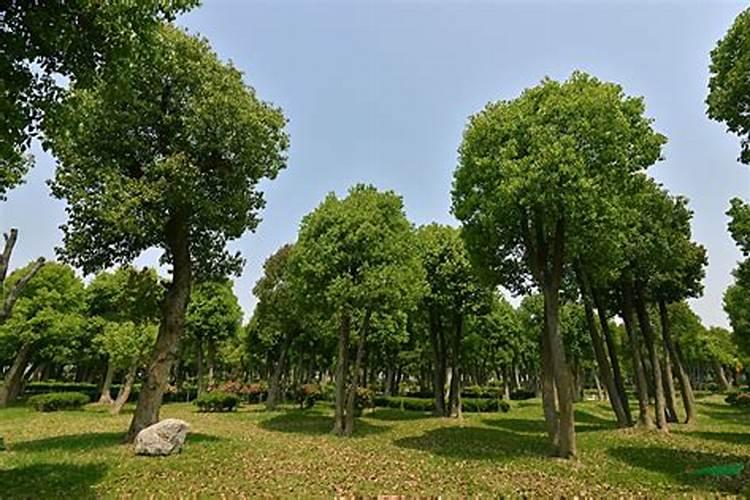 香樟树用什么肥料最好