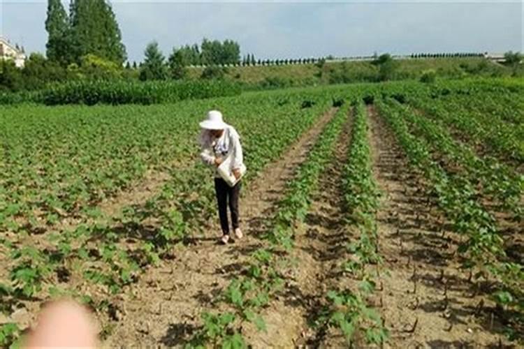 一般种菜都用什么肥料？
