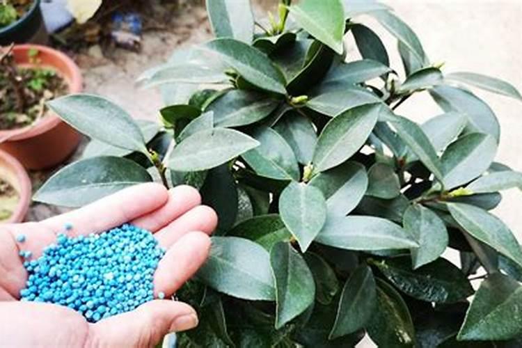 茶花施什么肥最好