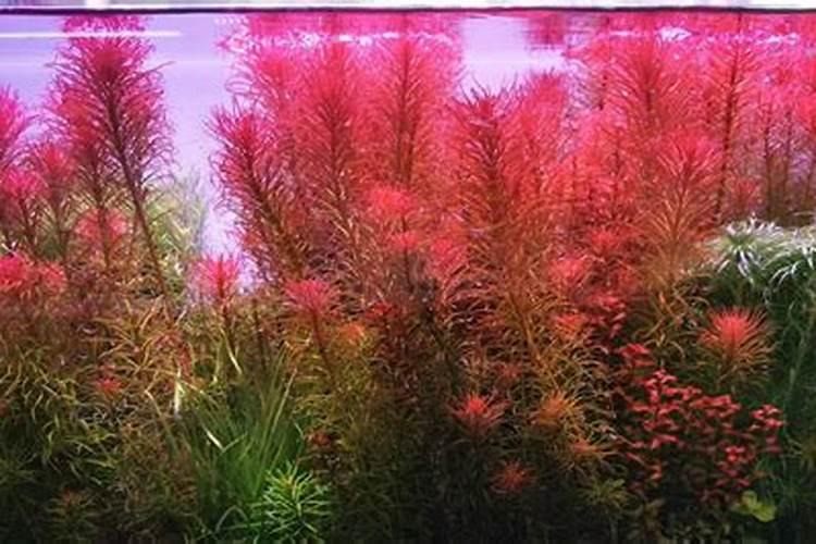 辣椒幼苗定植后易发生的病虫害,要如何防治？