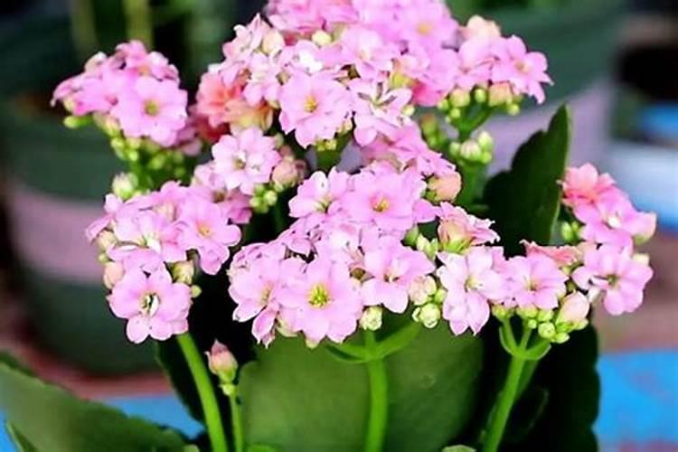 兰花能施硼肥吗